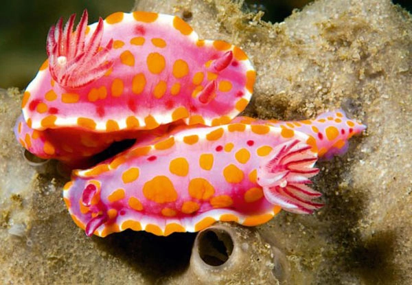 Disposable penis creature – Sea Slug : हे आहे रंगीन जातीचे गोगलगायी (Snails)