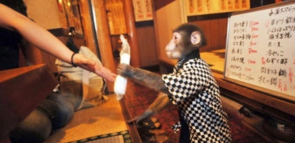 या रेस्टॉरंटमध्ये माकड आहे वेटर