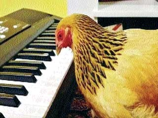 कोंबडी वाजवते पियानो