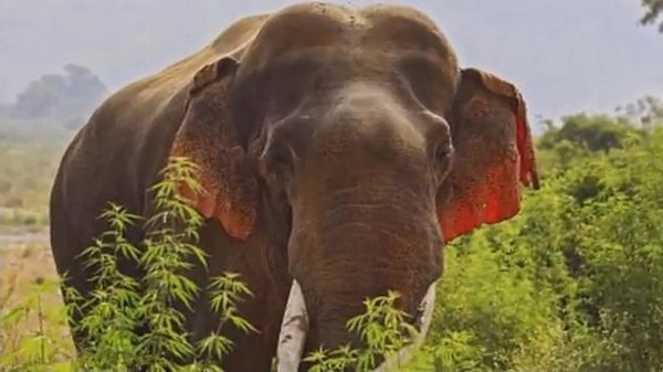 भारतातही लाल कानांचा हत्ती