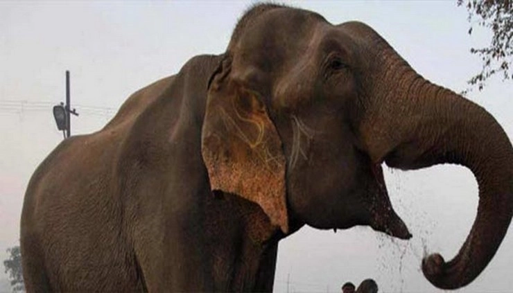 Elephant Day: हत्ती आणि मानव खरंच गुण्यागोविंदाने एकत्रित नांदू शकतील का?