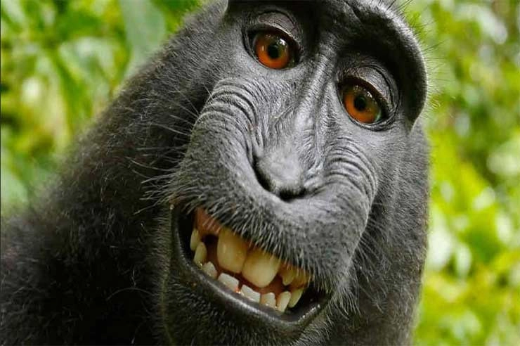 माकडाच्या सेल्फीचा वाद , नरुटाला स्वामित्व हक्कातला २५ टक्के वाटा
