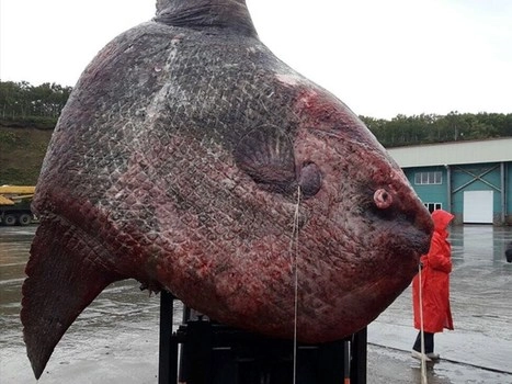 अबब रशिया आढळला तब्बल एक टनाचा मासा
