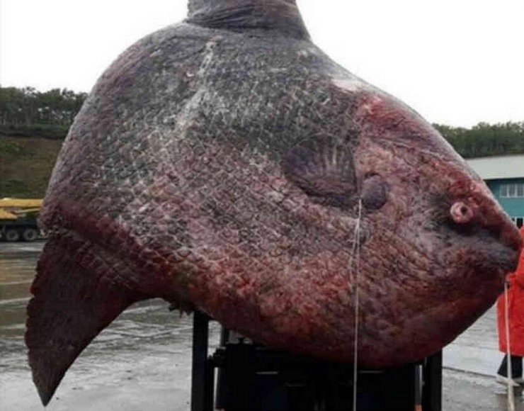 तब्बल ४२ किलो वजनाचा कटला मासा