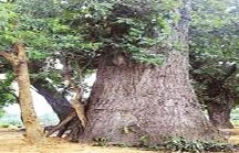 भारतातील हा आहे वयोवृद्ध वृक्ष