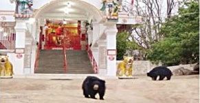 माता चंडीच्या या मंदिरात रोज येतो अस्वलाचा परिवार