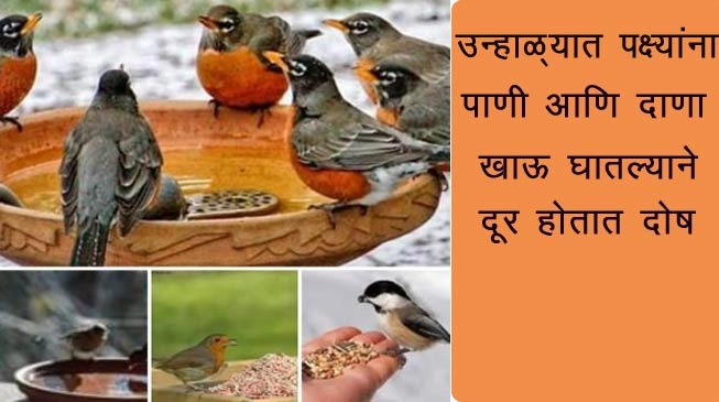 पक्ष्यांमुळे येते घरात सकारात्मक ऊर्जा, छतावर ठेवा दाणा पाणी