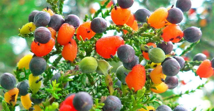 या एका झाडाला लागतात 40 प्रकारची फळे, किंमत मात्र विचारूच नका