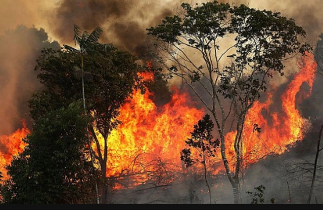 अॅमेझॉन जंगल आग: 'आपलं घर जळत आहे,' फ्रान्स राष्ट्राध्यक्ष इम्यॅनुएल मॅक्रॉन यांनी जी-7 चर्चेपूर्वी केले सावध