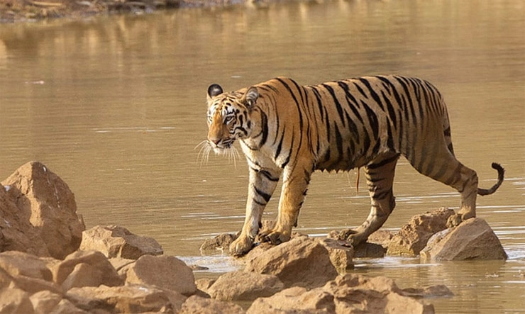 वन्य प्राण्यांना दत्तक घ्या; वन्य जीव संवर्धनास मदत करा, संजय गांधी राष्ट्रीय उद्यानाची योजना