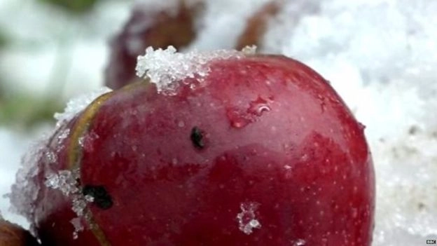 जागतिक सफरचंद खाण्याचा दिवस विशेष 2021 :दररोज सफरचंद खा ,आजाराला पळवा