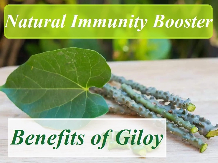 Immunity Booster Giloy रोग प्रतिकार शक्ती वाढविण्यासाठी अमृत गिलॉय