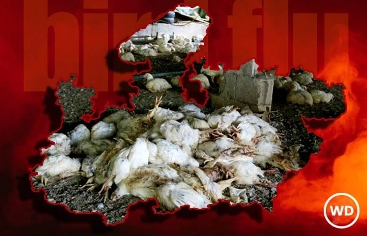 Solapur Road Accident News: कोंबड्यानी भरलेला आयशर टेम्पोचा अपघात झाला, लोकांनी कोंबड्या पळवल्या