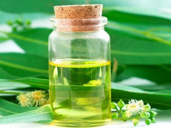 Benefits of eucalyptus oil निलगिरी तेलाचे फायदे जाणून घ्या