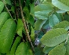 Guava leaves benefits : लांब, काळेभोर केसांसाठी पेरूची पानें वापरा, इतर फायदे जाणून घ्या