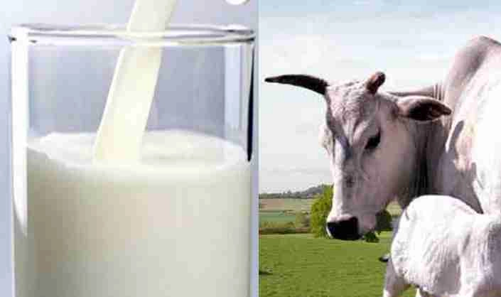 कोणत्या रंगाच्या गायीचे दूध पिणे फायदेशीर आहे जाणून घ्या