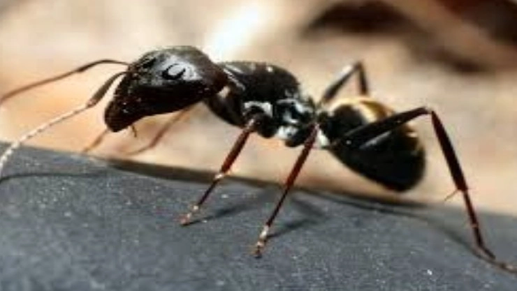 मुंग्यांच्या तोंडात किती दात असतात जाणून घ्या