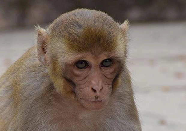 थंडीमुळे मृत्यू झालेल्या माकडावर अंत्यसंस्कार आणि मृत्यूभोज ला 1500 लोकांची उपस्थिती
