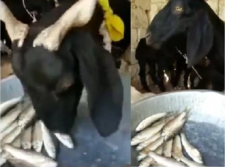 मासे खाणारी बकरी(शेळी) चा व्हिडीओ व्हायरल,पाहणारे आवाक झाले