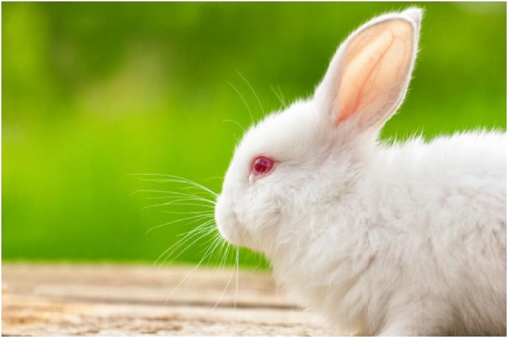 International Rabbit Day सशांबद्दल काही मनोरंजक तथ्ये