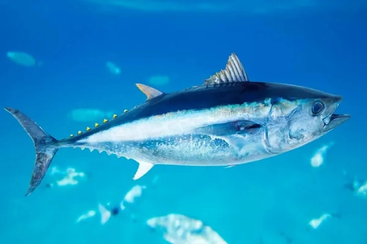 जगातील सर्वात महागडा मासा, किंमत 23 कोटी पर्यंत, पकडल्यास तुरुंगवास