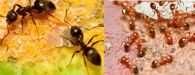 Vastu tips : घरात रांगेतून जाणाऱ्या मुंग्या अनेक शुभ आणि अशुभ संकेत देतात, जाणून घ्या