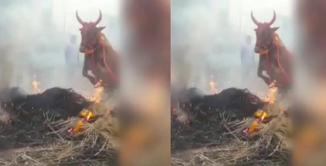ठाणे - बळीप्रतिपदेच्या दिवशी गुरा-ढोरांना पेटत्या आगीतून उडवत शेतकऱ्यांची दिवाळी