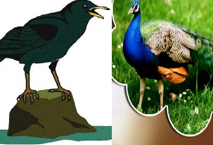 मोर आणि कावळा The Crow and the peacock