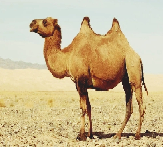 2 hump camel