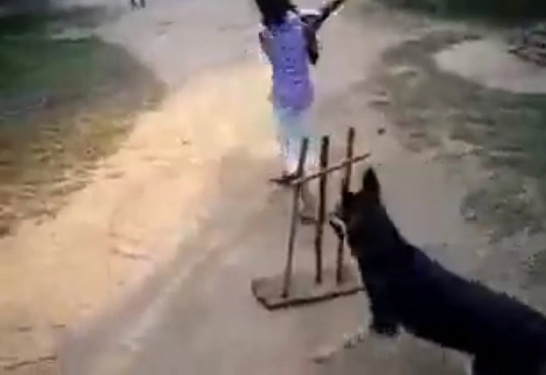 Video: कुत्र्याने अशी विकेटकिपिंग केली की, सोशल मीडियावर खळबळ