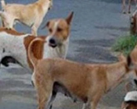 नाशिक मध्ये मोकाट कुत्र्यांचा लहान मुलावर हल्ला, मुलगा गंभीर जखमी