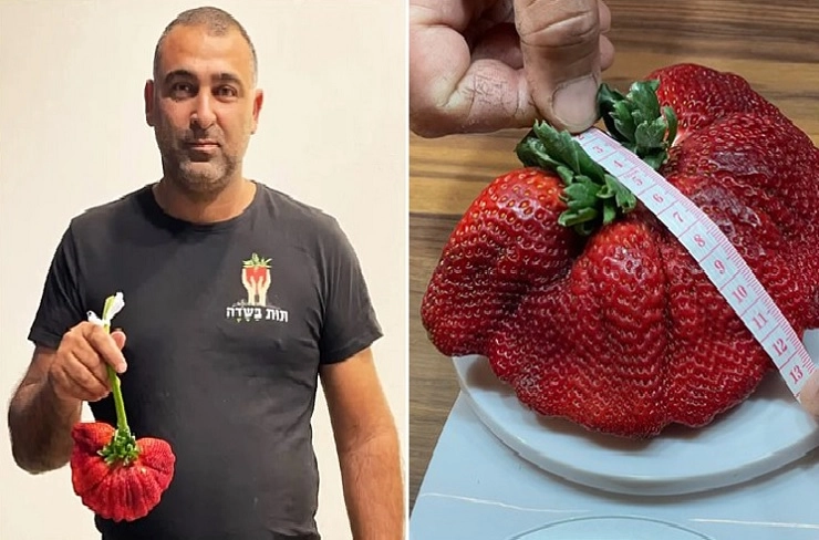 जगातील सर्वात भारी स्ट्रॉबेरी, गिनीज बुकमध्ये या Strawberry ची नोंद