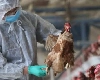 Bird Flu Virus in Milk- દૂધમાં બર્ડ ફ્લૂ વાયરસના અવશેષો મળી આવ્યા છે