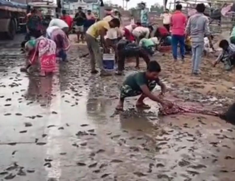 मासे लुटण्यासाठी रस्त्यावर जमली गर्दी,व्हिडीओ व्हायरल