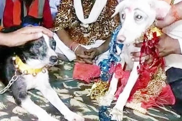 हिंदू विधीनुसार कुत्रा-कुत्रीचा विवाह दणक्यात झाला, 500 वऱ्हाडी उपस्थित