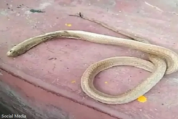 Snake dies
