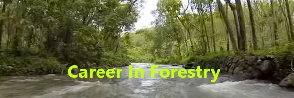Career In Forestry After 12th : बारावीनंतर वनीकरण क्षेत्रात करिअर बनवा , अभ्यासक्रम, व्याप्ती, नोकरी आणि पगार जाणून घ्या