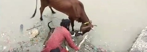 Kanpur :पिटबुल कुत्र्याचा गायीवर हल्ला ,लोक मारत राहिले पण कुत्र्याने सोडले नाही