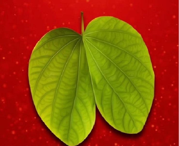 shami leaf