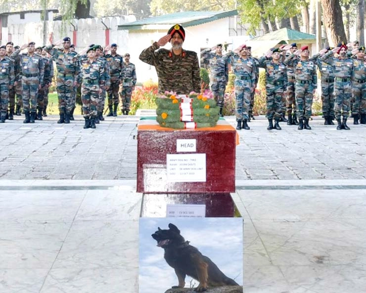 army dog zoo