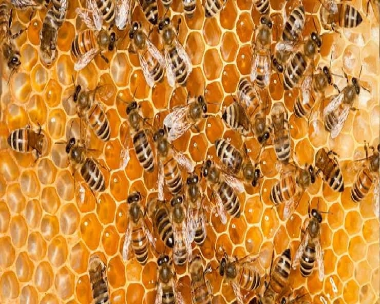 world honey bee