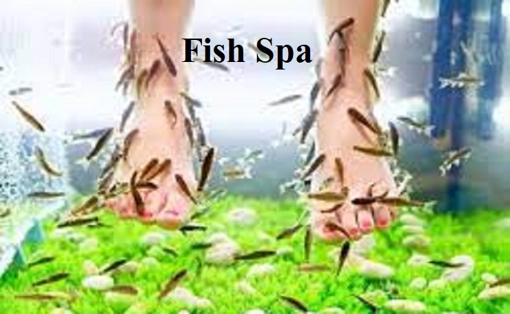Fish Spa