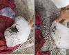 पुण्यात समोश्यामध्ये कंडोम निघाल्यानंतर आता बर्फात मेलेला उंदीर सापडला
