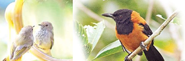 दुसर्‍या प्रजातींची भाषाही शिकतात पक्षी