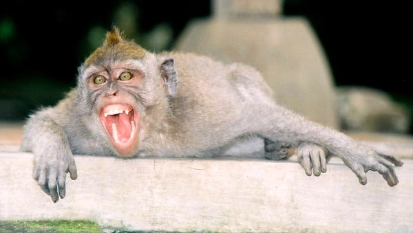 माकडेही घासतात दात
