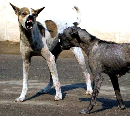 ગુજરાતી જોક્સ- કૂતરો છું માણસ નથી
