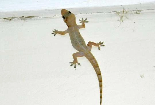 Hindu Dharm- જો તમારા ઘરમાં (lizard) ગરોળી દેખાય  તો, જાણો શું છે ઈશારો