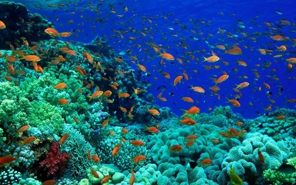 World Oceans Day 2023: આ કારણોથી વધી રહી છે સમુદ્રમાં ગંદકી, જળીય જીવોને થઈ શકે છે નુકશાન