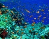 World Oceans Day 2023: આ કારણોથી વધી રહી છે સમુદ્રમાં ગંદકી, જળીય જીવોને થઈ શકે છે નુકશાન