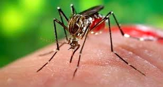 चिकनगुनिया आणि डेंग्यू: पपईच्या पानांचा रस फायदेशीर